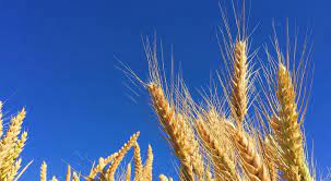 Venderé triticale de trigo, cantidad de 3 toneladas, grano segado el 27 de julio de 2021 (soleado) .Posibilidad de comprar por metro