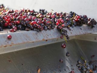 Vendemos uvas de mesa y vino, blanco y tinto,