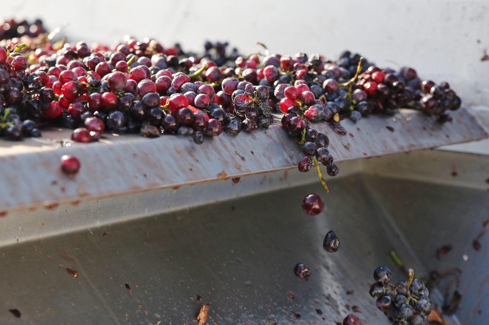 Vendemos uvas de mesa y vino, blanco y tinto, de la zona de Dealu Mare