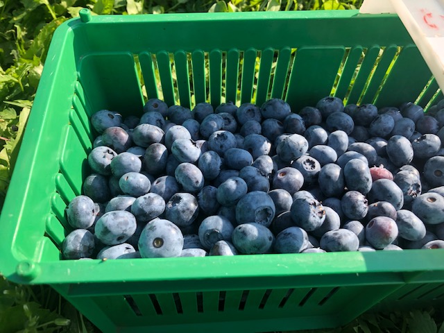 Vendo arándanos americanos de la cosecha actual, bluecrop, belkeley, bluegold