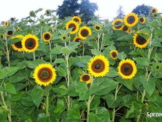 Flores decorativas de girasol para la venta. Tengo mi