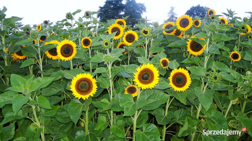 Flores decorativas de girasol para la venta