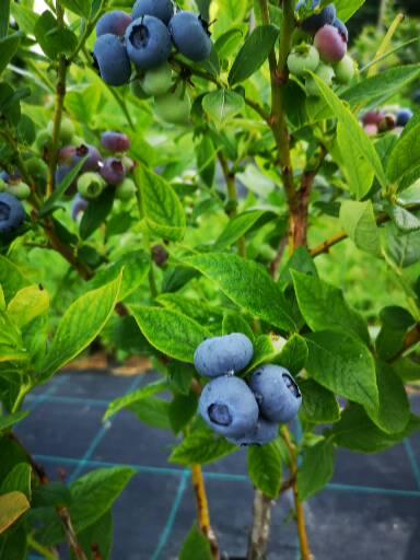 Venta de arándanos, número de contacto