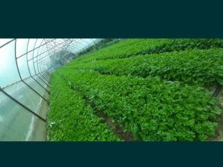 Vendo perejil verde por kg en grandes cantidades