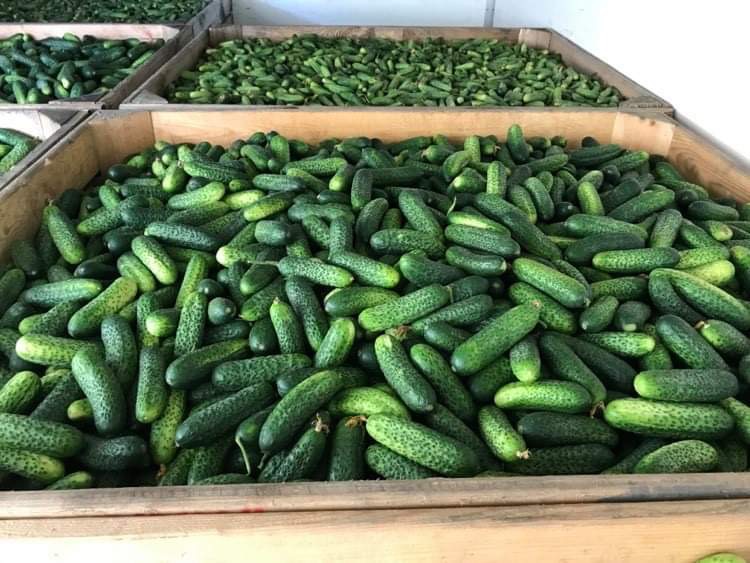 Compra de pepino de campo