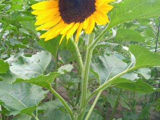 Hola . Venderé flores de girasol ornamentales de mi