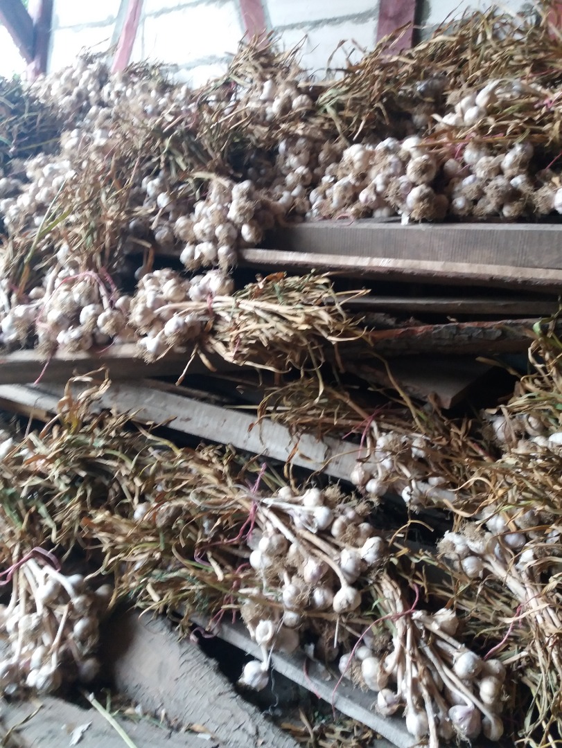 Venderé harnas de hoja ancha, calibre 5+ directamente del campo, racimos de 25 piezas, la ventaja del calibre 7, precio a acordar