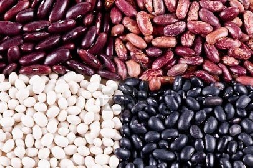 Venta de frijoles al por mayor