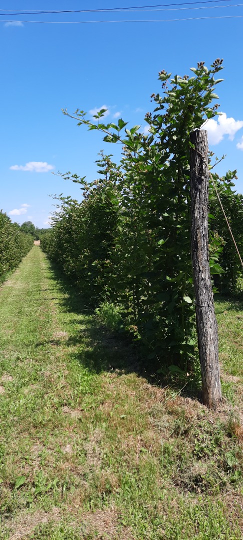 Soy un pequeño productor de Olanu, Valcea, Rumanía y tengo disponible cada semana entre 200 y 350 kg de moras (Thornfree)