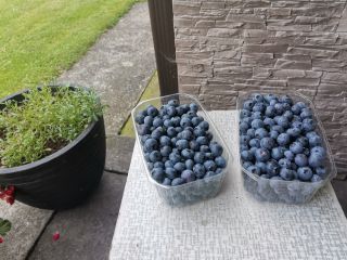 Hola, tengo arándanos a la venta. Recogido bajo pedido,