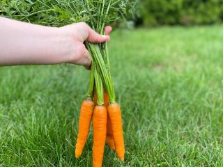 Venderé zanahorias de la variedad PERFECTION directamente del campo