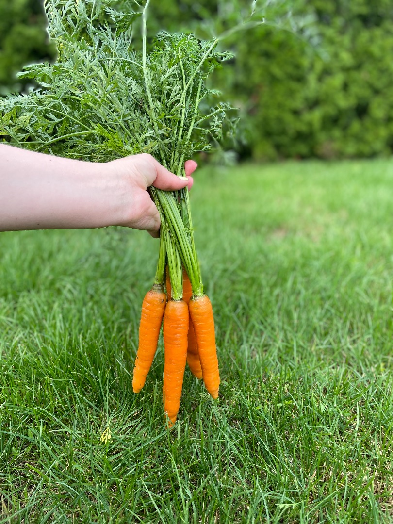 Venderé zanahorias de la variedad PERFECTION directamente del campo o lavadas, hechas a medida bajo pedido