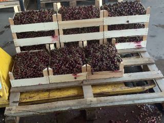 Cereza amarga de frutas 7142 Illmitz - ¡¡¡ideal para