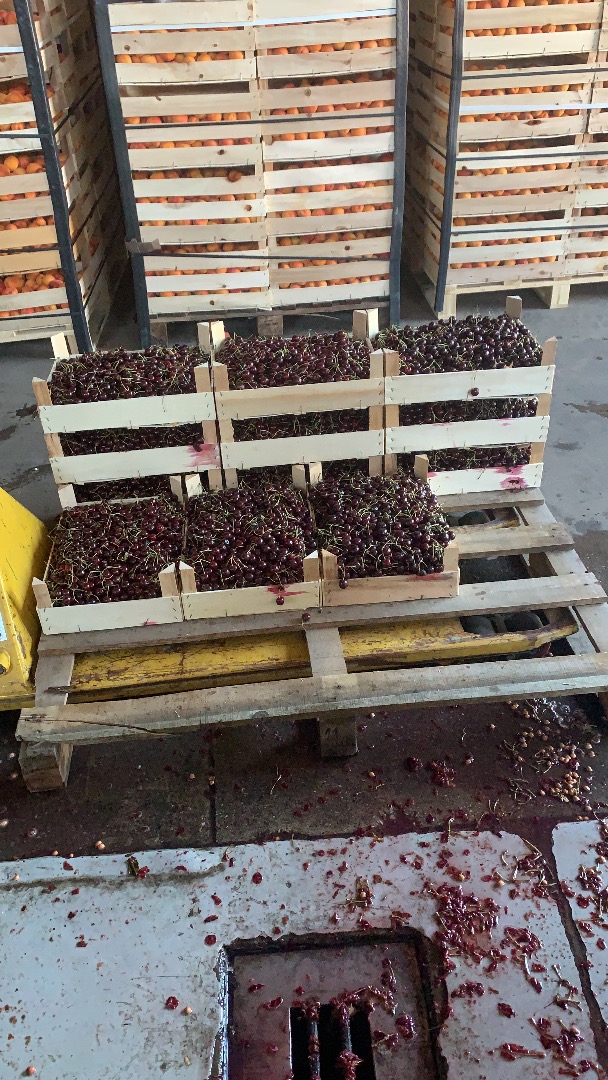 Cereza amarga de frutas 7142 Illmitz - ¡¡¡ideal para destilar aguardiente !!!! - aproximadamente 800 kg / que se entregarán inmediatamente porque hemos