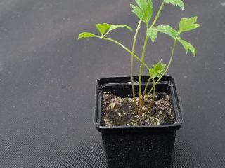 Lovage: esquejes en macetas de 7x7, bien enraizados, listos
