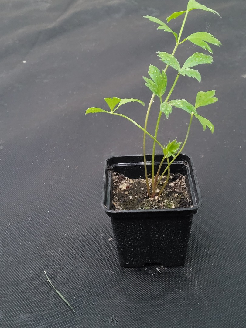 Lovage: esquejes en macetas de 7x7, bien enraizados, listos para ser plantados en el suelo