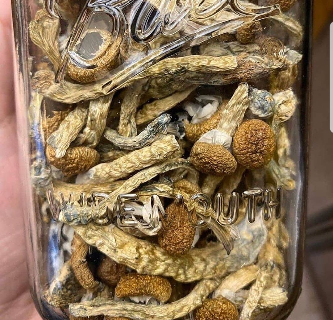 Vendo hongos de primera calidad, tanto secos como frescos