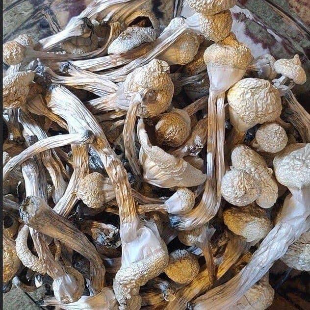 Vendo hongos de la mejor calidad, tanto secos como frescos, abajo está mi menú de hongos disponibles Menú de hongos -Avery's albino -Pleasure coast -Golden