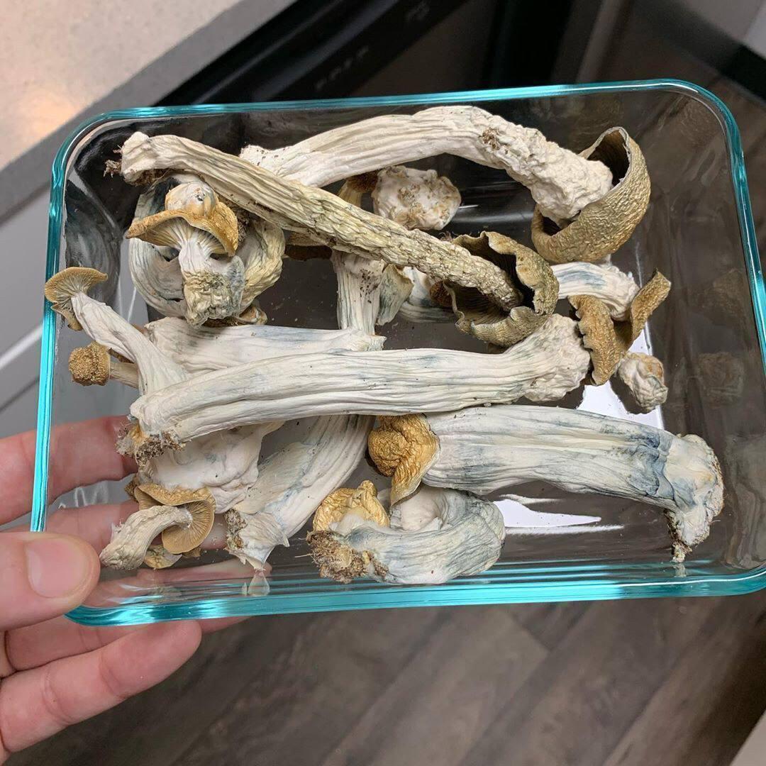 Vendo hongos de la mejor calidad, tanto secos como frescos, abajo está mi menú de hongos disponibles Menú de hongos -Avery's albino -Pleasure coast -Golden