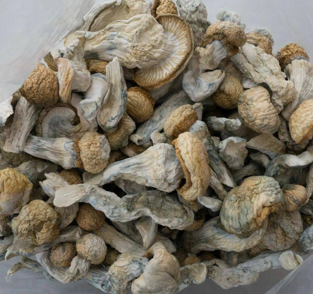 Vendo hongos de la mejor calidad, tanto secos como frescos, abajo está mi menú de hongos disponibles Menú de hongos -Avery's albino -Pleasure coast -Golden