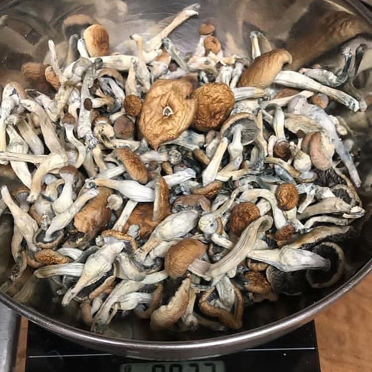 Vendo hongos de la mejor calidad, tanto secos como frescos, abajo está mi menú de hongos disponibles Menú de hongos -Avery's albino -Pleasure coast -Golden