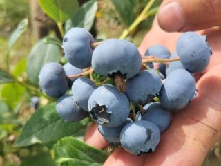 Hola, Vendo fruta grande dulce de arándanos orgánicos. Variedades