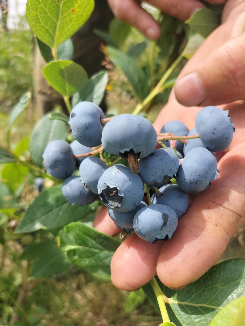 Hola, Vendo fruta grande dulce de arándanos orgánicos