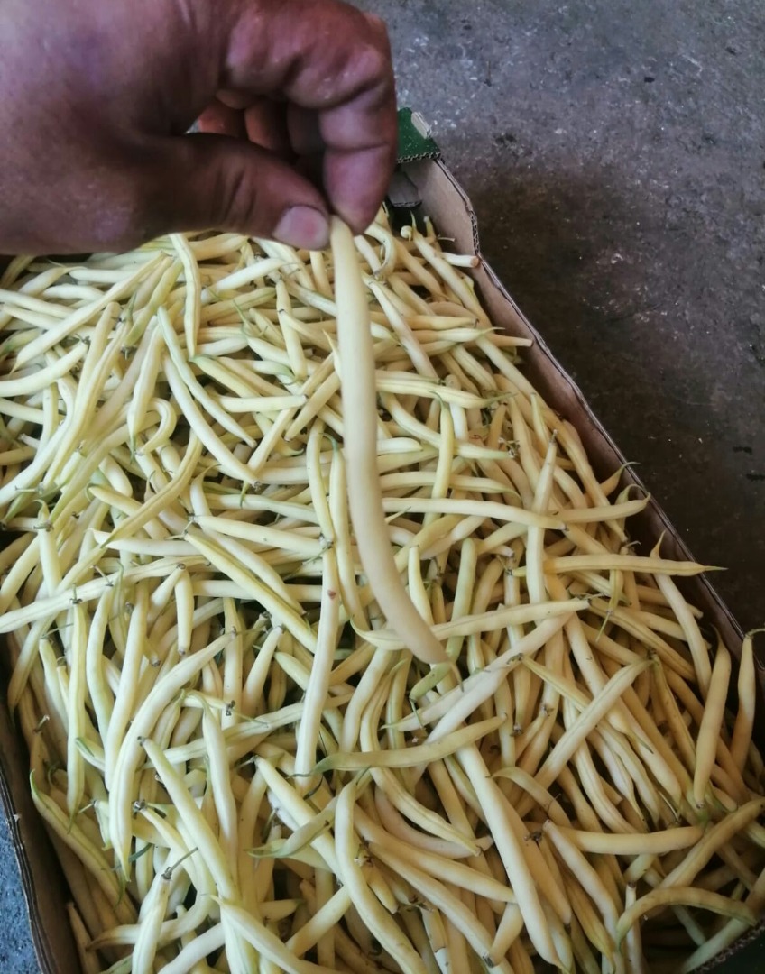 Frijoles ileana