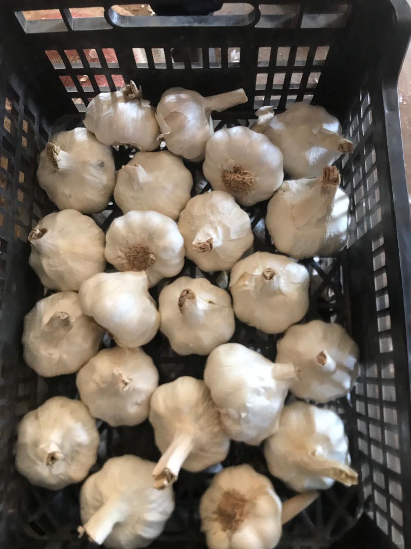 VENDO AJO PROCESADO DE ESPAÑA Y RUMANÍA