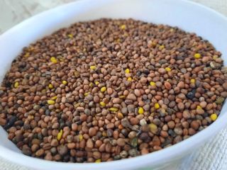 Hola, tengo a la venta el rábano oleaginoso Barakuda.