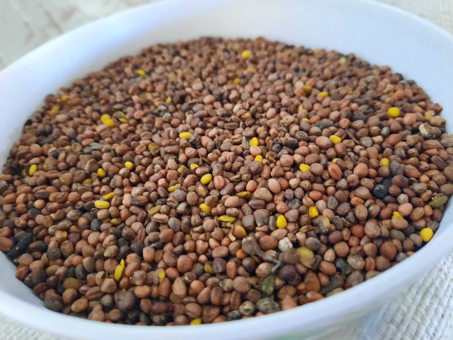 Hola, tengo a la venta el rábano oleaginoso Barakuda