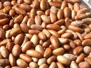 Bitter Kola (Garcinia kola) para la venta. Garcinia Kola