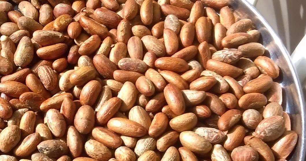 Bitter Kola (Garcinia kola) para la venta