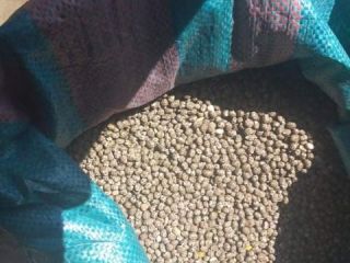 Venderé altramuces amargos de hoja estrecha. No rociar para