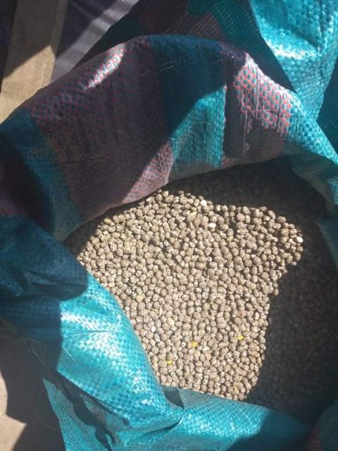Venderé altramuces amargos de hoja estrecha