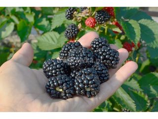 Compraré cualquier cantidad de ARÁNDANO POL-OWOC PODZAMCZE 53 24-300