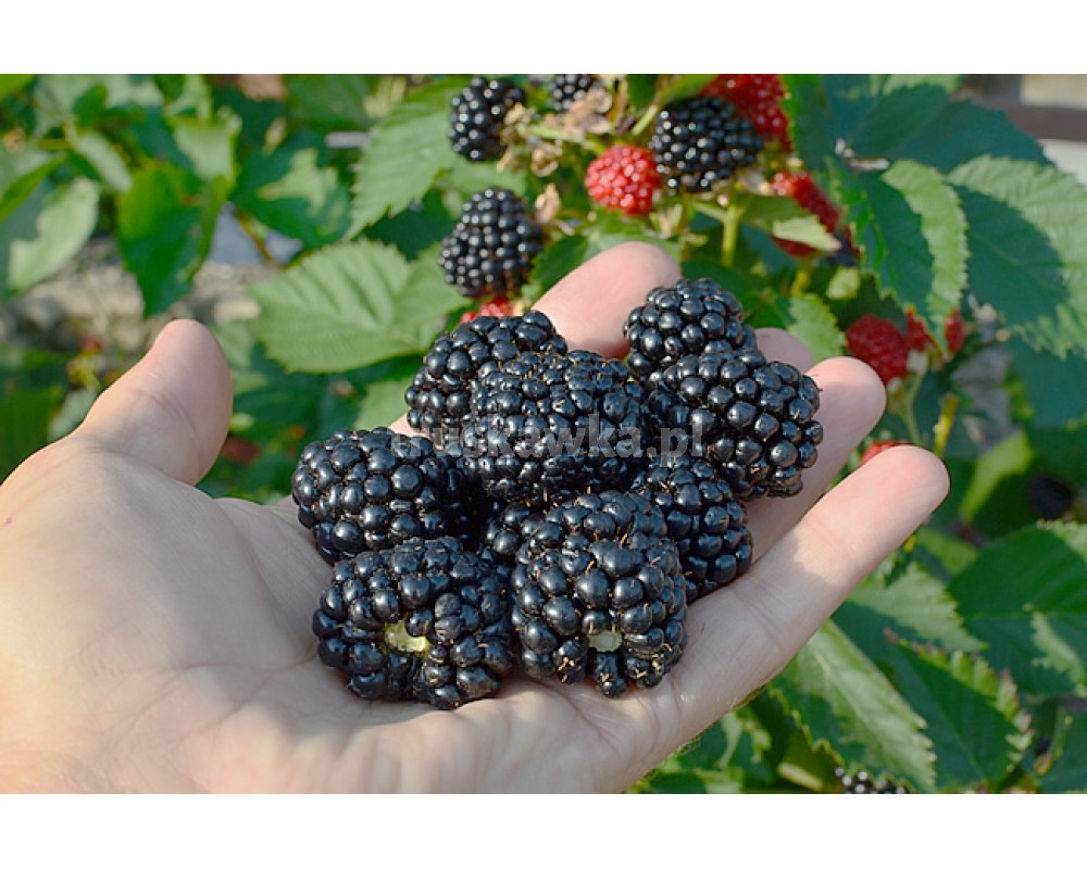 Compraré cualquier cantidad de ARÁNDANO POL-OWOC PODZAMCZE 53 24-300 OPOLE LUBELSKIE DEPARTAMENTO DE COMPRA DE MATERIAS PRIMAS También estamos interesados en