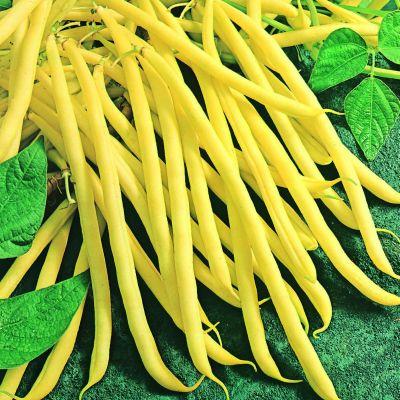 Hola, tenemos Judías verdes orgánicas a la venta de nuestro propio campo, la posibilidad de comprar más