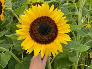 Venderé una flor de girasol cortada, preferiblemente más. Posibilidad