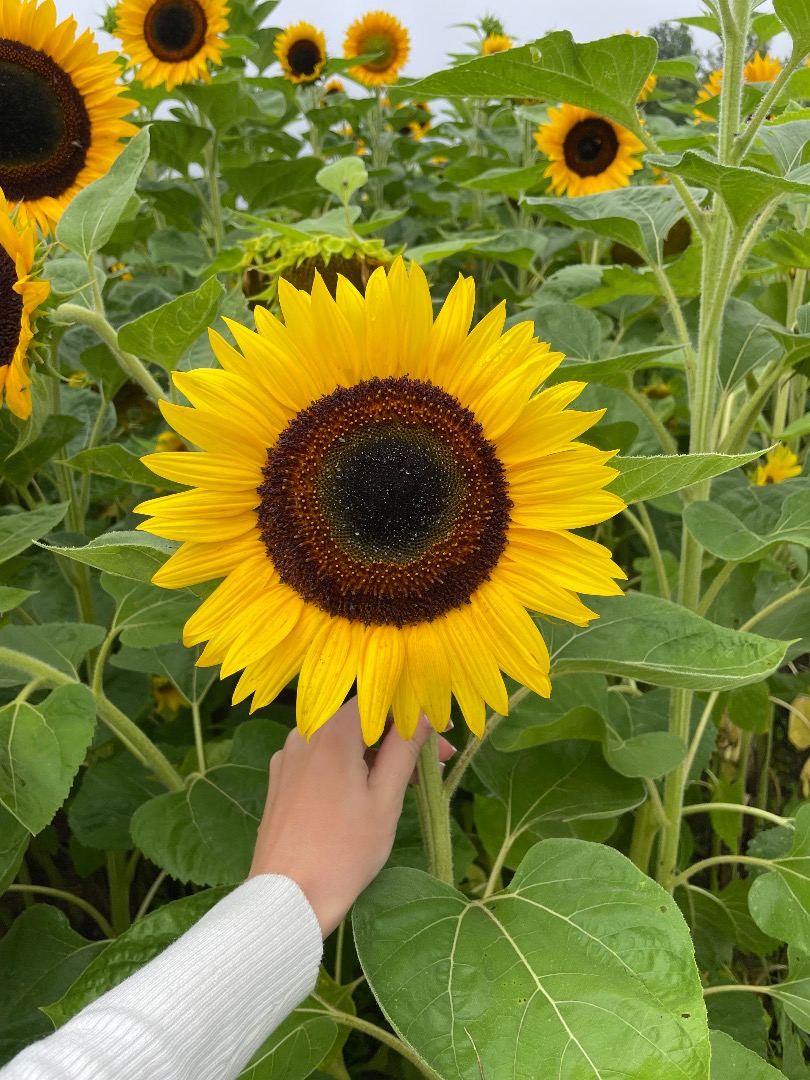 Venderé una flor de girasol cortada, preferiblemente más