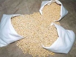 La soja es rica en proteínas y una fuente