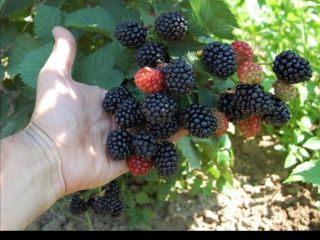 Moras de su propia cultura.