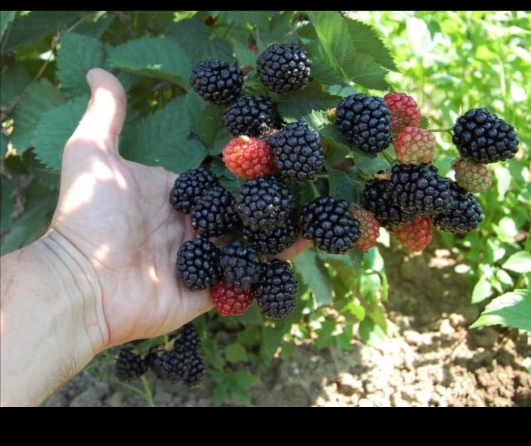 Moras de su propia cultura