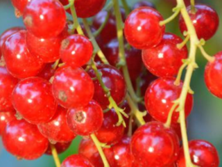 Venderé una variedad de grosella roja Rondom, unas 50