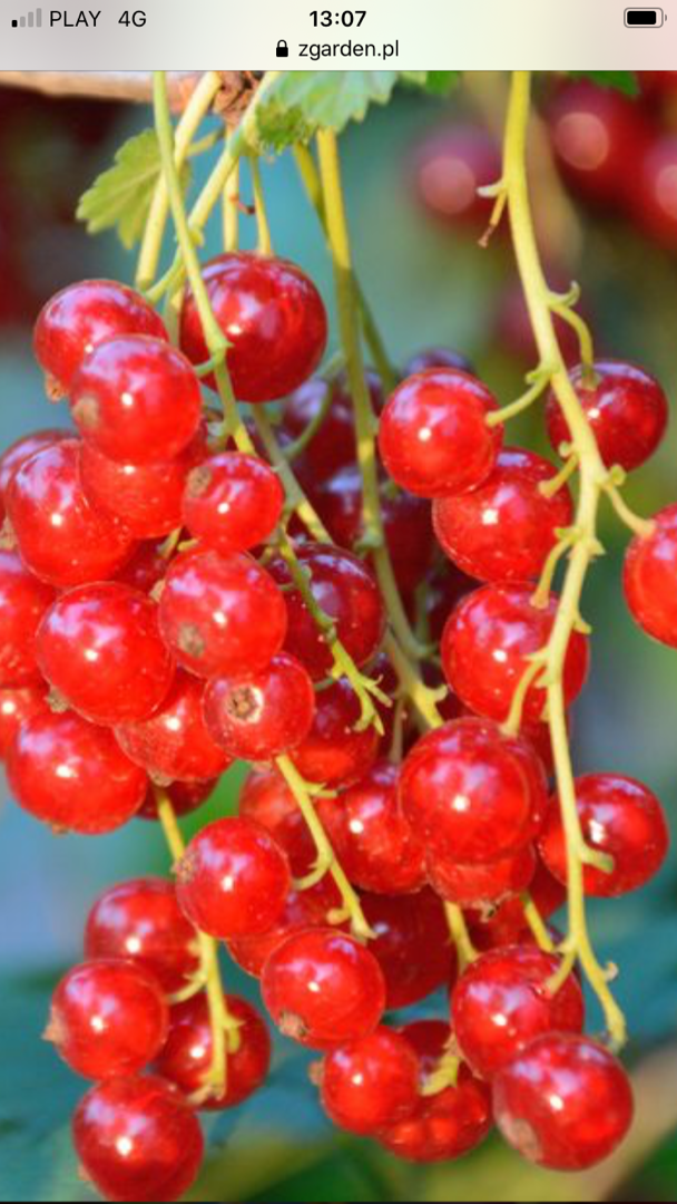 Venderé una variedad de grosella roja Rondom, unas 50 Tn