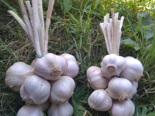 Venderé ajo de primavera polaco, variedad Jarus. Muy aromático.