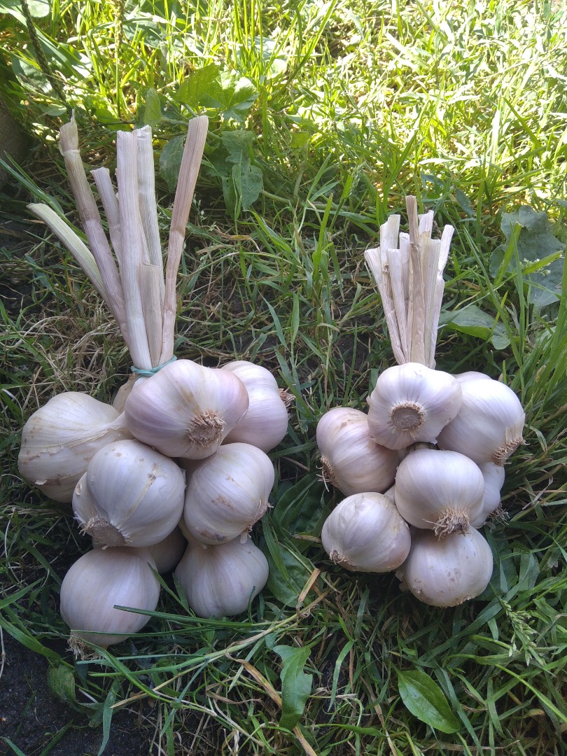 Venderé ajo de primavera polaco, variedad Jarus