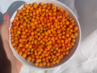 Vendiendo espino amarillo de flora espontánea, ofrecemos grandes cantidades.
