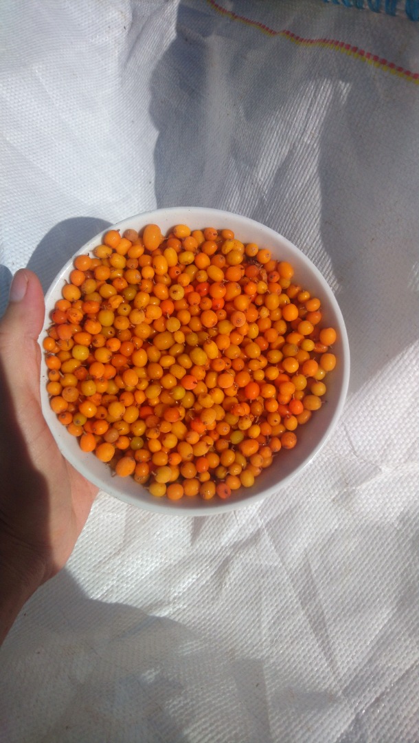Vendiendo espino amarillo de flora espontánea, ofrecemos grandes cantidades