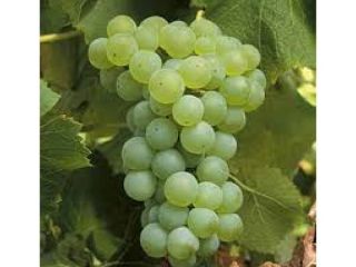 Vendo uvas para vino. Están a la venta las